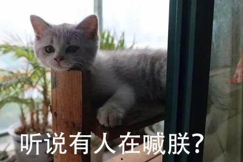 猫之谷全集在线观看,探寻神秘谷地,揭秘猫咪世界的奇幻之旅 第2张 猫之谷全集在线观看,探寻神秘谷地,揭秘猫咪世界的奇幻之旅 第2张