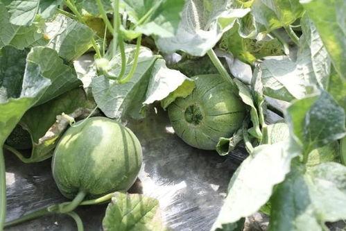 m718娱乐吃瓜,一场吃瓜盛宴背后的娱乐风云  第3张